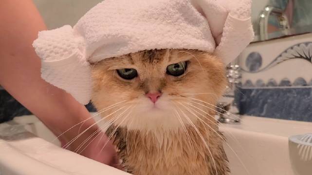 一只玩具猫洗澡, 一道“白灼大橘”完美出炉